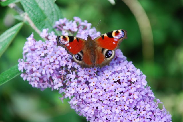 Pili-pala_paun_ar_flodyn_Buddleia_-_Peacock_butterfly_on_Buddleia_flower_-_geograph.org.uk_-_509915