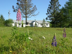 house_and_lupins