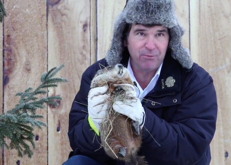 Groundhog Predictions Vary - Canadian Military Family Magazine